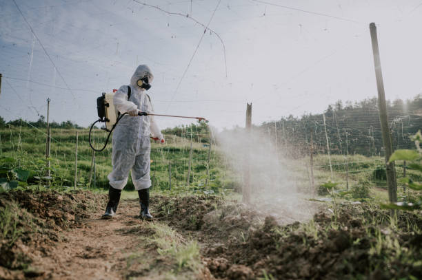 Best Termite Control Services  in Toluca, IL