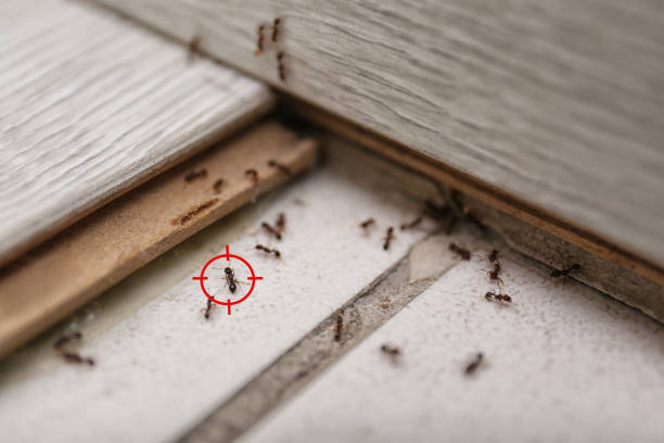 Best Flea Control Services  in Toluca, IL
