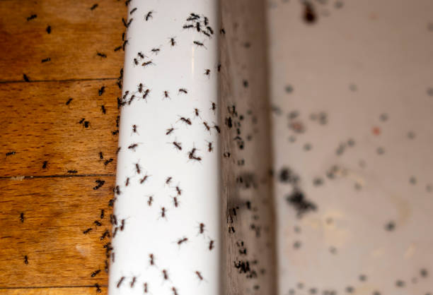 Trusted Toluca, IL Pest Control Experts