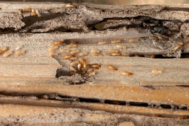 Best Local Pest Control Services  in Toluca, IL